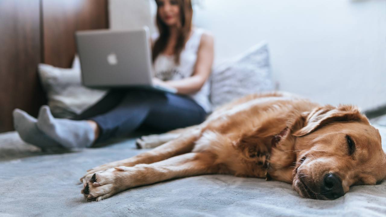 cachorro deitado na cama com a sua dona mexendo no computador
